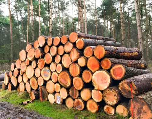 palen douglas 145x145x2500mm onbehandeld, gedroogd en geschaafd